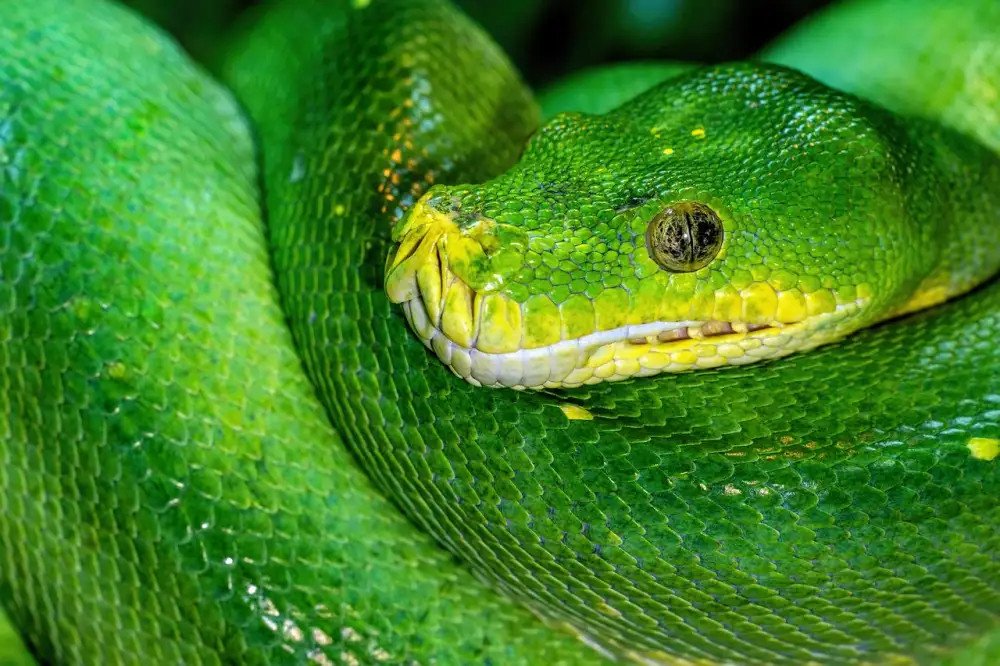 Python Online